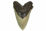 Huge, Serrated, Fossil Megalodon Tooth - North Carolina #164840-1